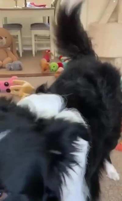 Brain training of Border Collie