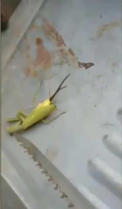 Hope it's not a repost.