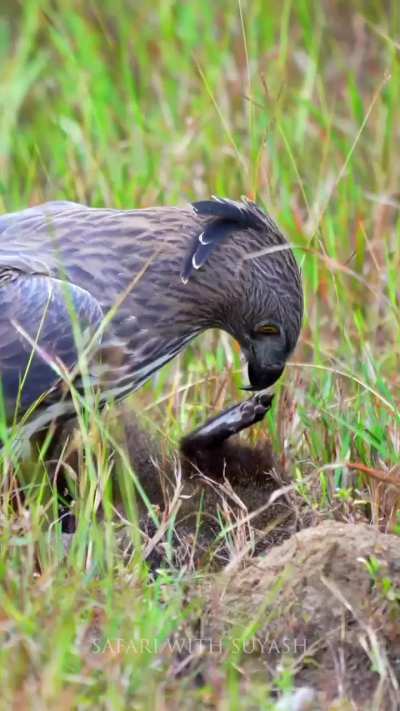 Crested hawk eagle (hardly bigger than a red tail hawk) killing a Ruddy mongoose(credit: suyashkeshari@instagram)