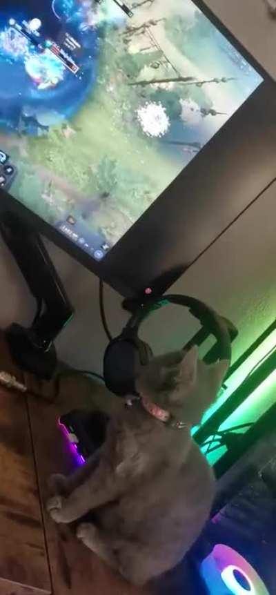 My cat is too much committed