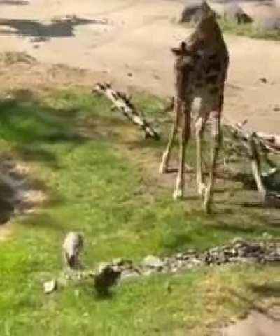 Giraffe helps remove the branch stuck on Gazelle's head. 