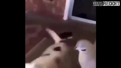 el perro la hizo piola 😎😎