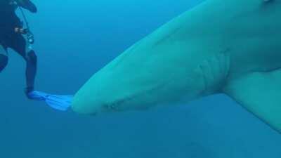 Coolest dive of my life (so far)...shark migration a few months ago in Jupiter FL