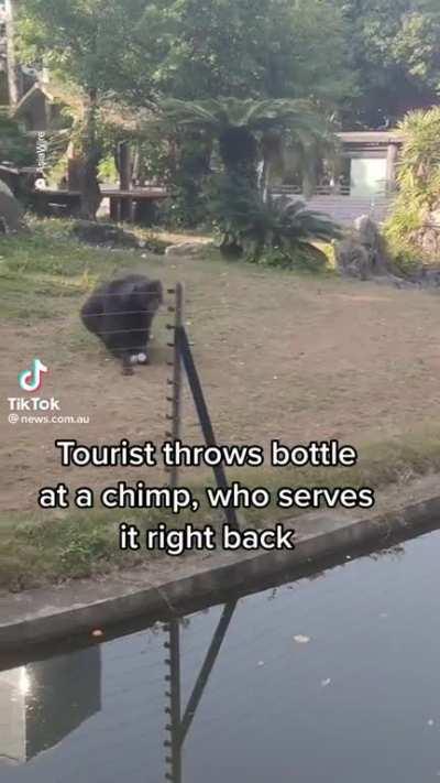 Chimp throws bottle at innocent cameraman