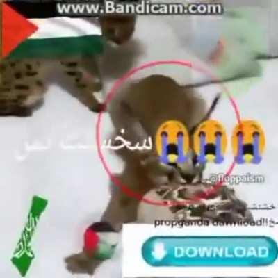 فلسطين 🇵🇸 حزب الله السعودية 🇸🇦 الجيب اسد الجبال الثعبان قلب قلب على شكل فلسطين لايك موريتانيا 🇲🇷 دائره حمراء علامة الإسلام ☪️ هلال يرمز لشهر رمضان فيه نجمه خماسيه ترمز لأركان الاسلام تحميل سريع 💨 خمسه