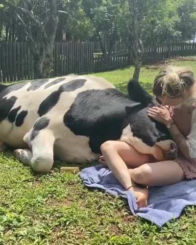 Be a pal to a cow and you'll have someone who loves you in return