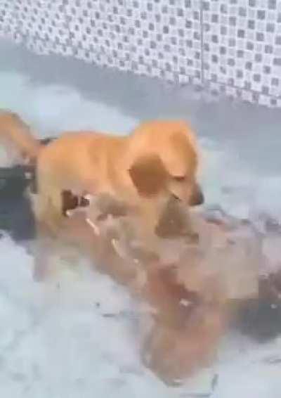 This is what happens when he doesn’t get his treats