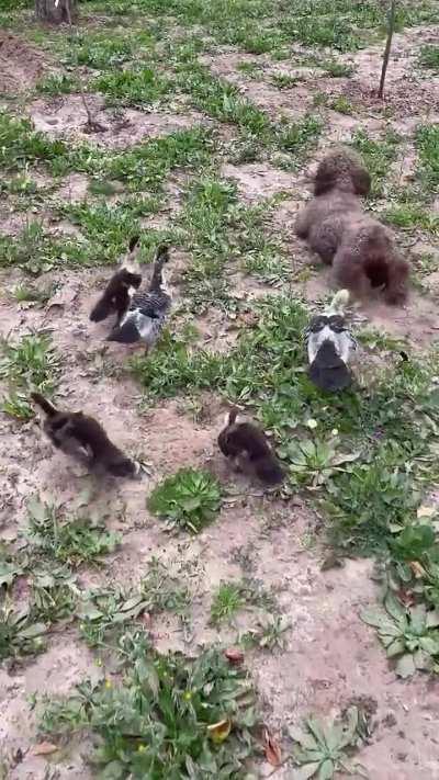 puppy following ducklings
