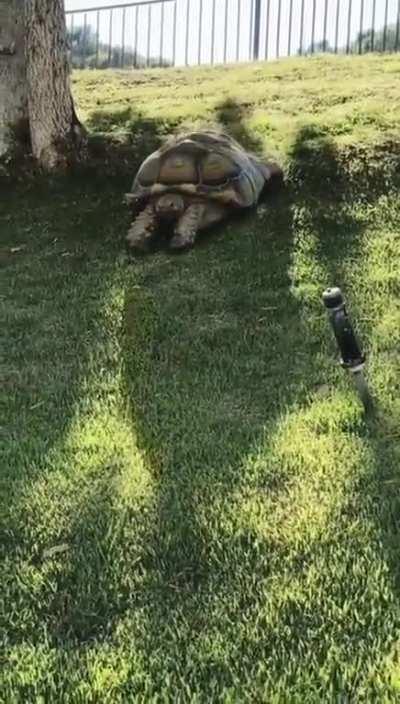 Tortoise doing Superman