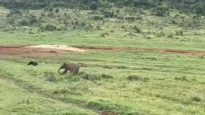 Chasing birds is fun