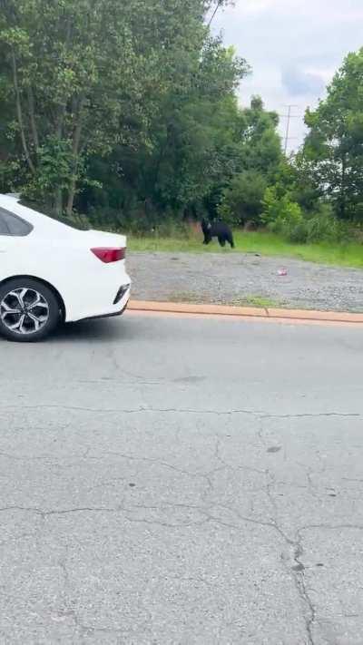 Cuddly black bear near corner of Waxpool and Broderick (Ashburn).