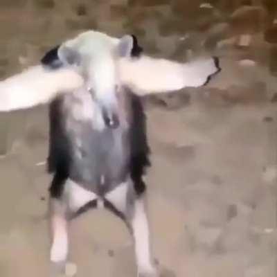 Anteater, warrior of T-posing