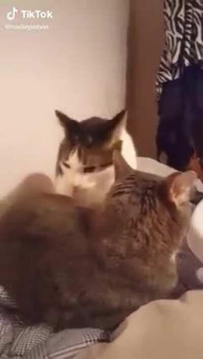 Cat bites another cat.