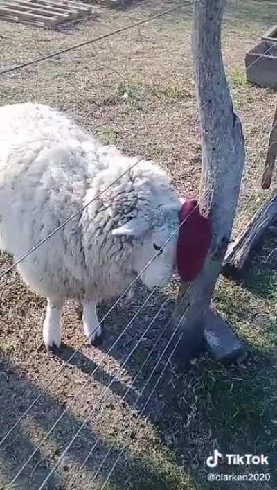 Óscar cambió la bufanda por una boina