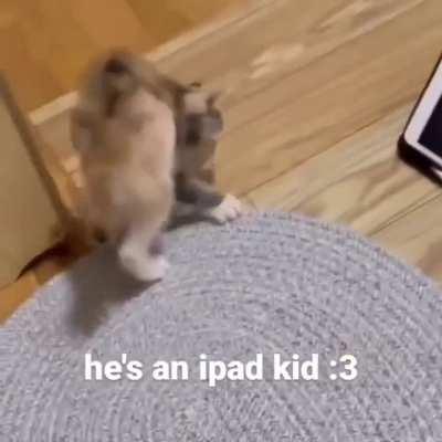 iPad kitten
