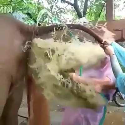 Fixing a constipated Elephant looks about like the worst thing ever.