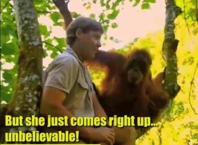 Orangutan Mother Meets Steve Irwin, Immediately Trusts Him