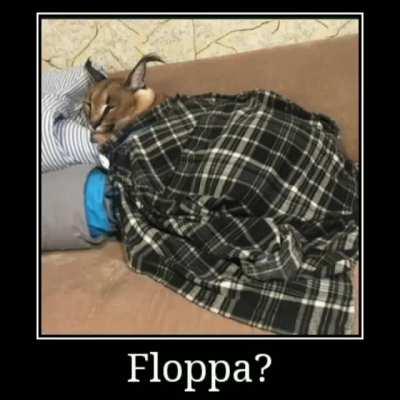 Floppa