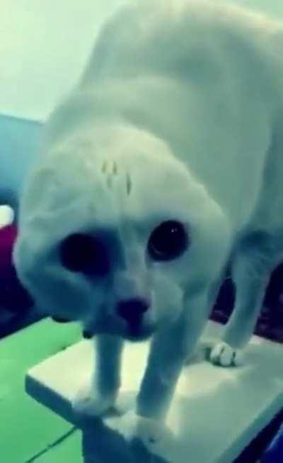 Newly identified species named “Felis Wordingus”