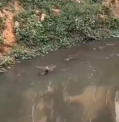 O Animal Mais Poderoso Capiturado em Video