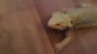 metal lizzard is metal