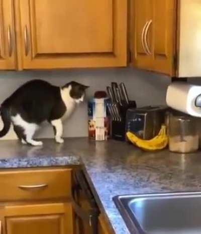 Bananas seem to be very serious opponents