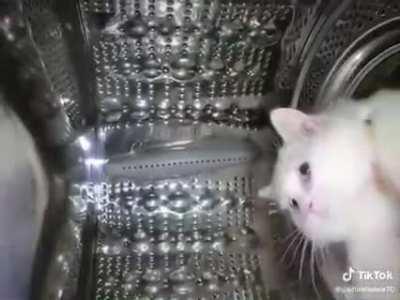 Glory to those who meow forward