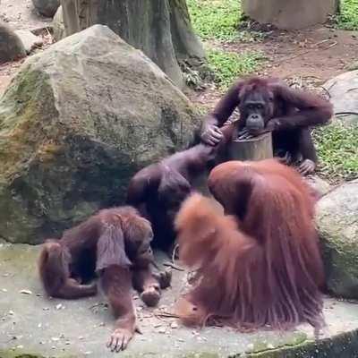 Учит раскалывать кокосы