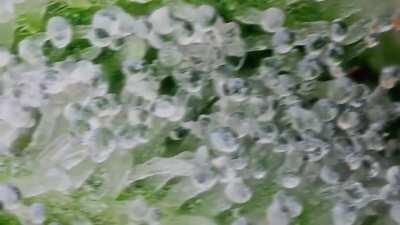 Cannabis under high magnification with an increased depth of field. Tens of thousands of images are composited to make a video in hyperfocus