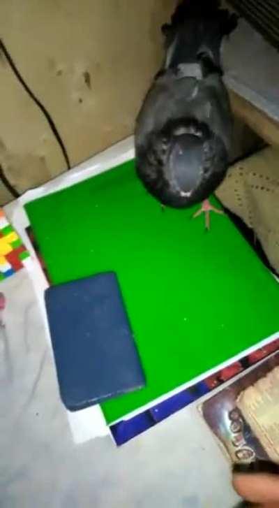 pana pepe :smirk: :call_me: 😏🤙🏻