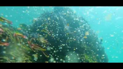 Yellowtail Surgeonfish feed off the reef, Cabo San Lucas