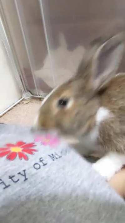 She's about 4~5 months and normally very docile, very careful even with nibbles. This is out of the ordinary for her. Anything I should keep an eye on?