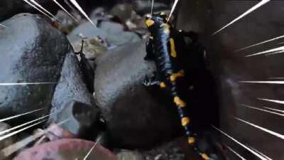 Salamander on slippery rock edit