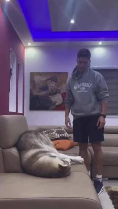 Huskies are the biggest drama queens!🤣