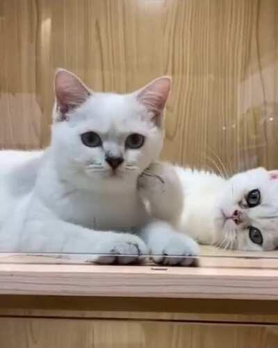 At first, I thought he was scratching himself until...