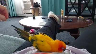 My 23 year old Sun Conure - he has arthritis in his lower back and has a hard time reaching some of his feathers to preen 🥰