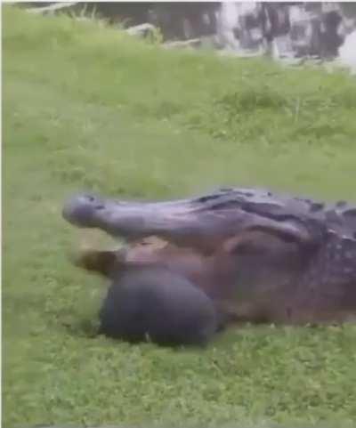 Watch the alligator die inside