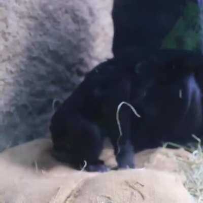 Kitoko's first year, happy belated first birthday little one!