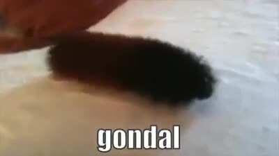 Gondal