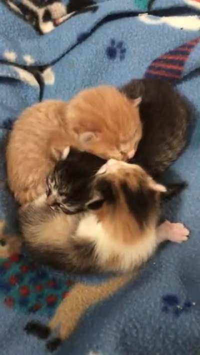 Fostering for the shelter. Three days old. ❤️😻