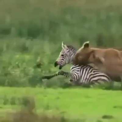 lioness takes down a baby zebra