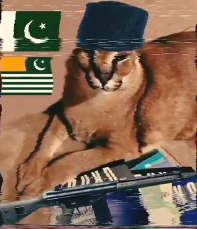 Floppa is now a Kashmir mujahideen