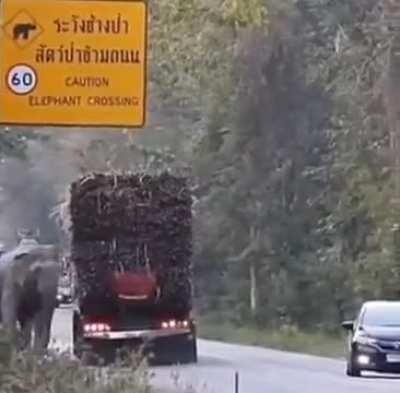 Animals in Cambodia have found a way of stopping trucks to steal a snack