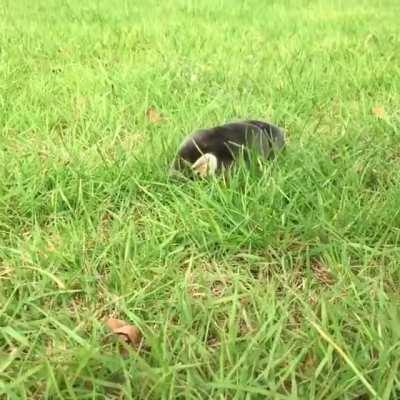 🔥 Moles aren't very good at walking above ground.