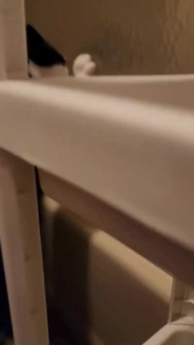 Every time I go to the bathroom. He's never been in the tub.