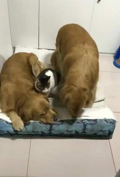 Keeping a friend warm.