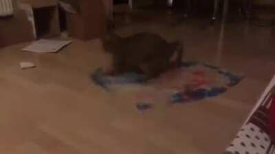 This cat has some serious skills