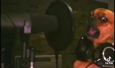 Doggo Death Metal 🤣🤘