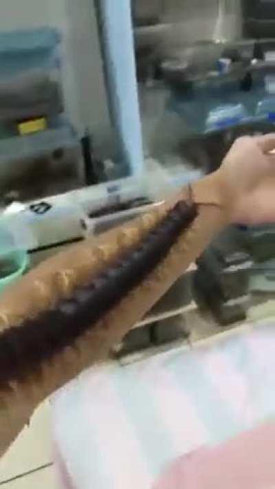 🔥 This giant centipede crawling the length of this man’s arm