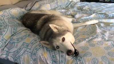 Huskies are the biggest drama queens